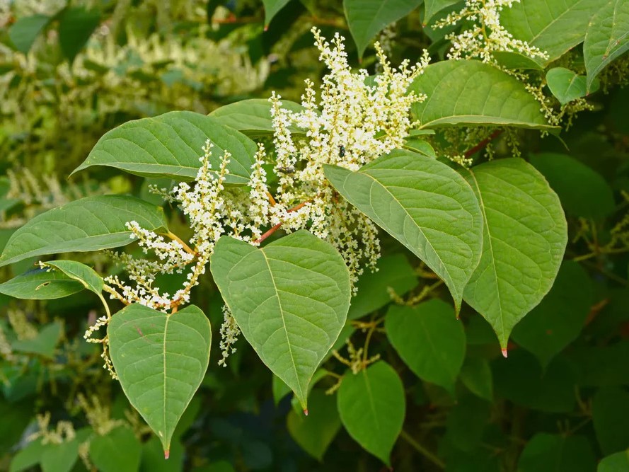 Resveratrol prášek